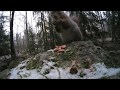 Squirrel Eating Peanuts Slow Motion 240p