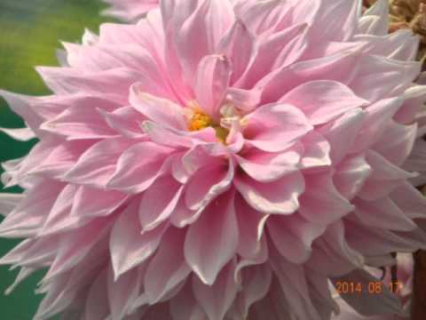 Geethadevi Vasudevan