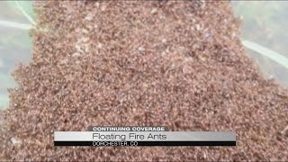 Record Flooding and Floating Fire Ants Record Flooding and Floating Fire Ants