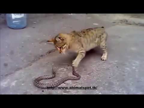 Cat fight Viper !!! Fight to the death