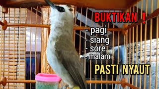 Download lagu trucukan gacor tarung SAMBUNG ROPEL PANJANG ini ampuh buat pancingan trucukan agar bunyi mp3 Download lagu trucukan gacor tarung SAMBUNG ROPEL PANJANG ini ampuh buat pancingan trucukan agar bunyi mp3