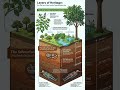 Yerba Buena Explained | Indigenous Medicine, Archaeology, and Ecology of Satureja douglasii