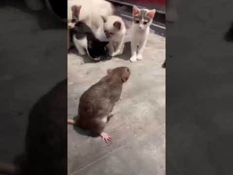 Cat slaps rat