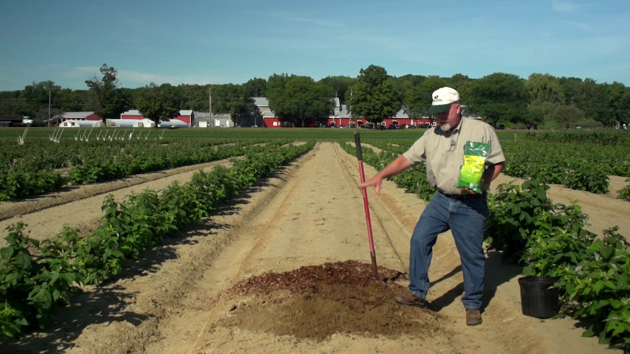 Blueberry plant spacing? - Ourfigs.com