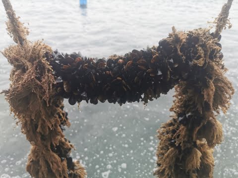 Mussel Harvest (Midye Hasat)