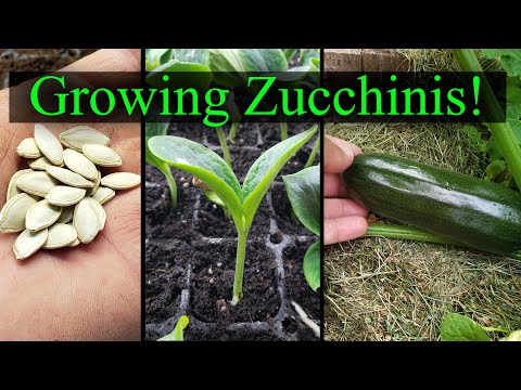 , title : 'Menumbuhkan Zucchini Bagian 1 dari 2 - Panduan Definitif'