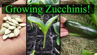 Growing Zucchini Part 1 of 2 - The Definitive Guide