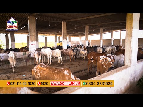 Chhipa Ijtamai Qurbani 2025 (Chhipa Sahab As Trustee)