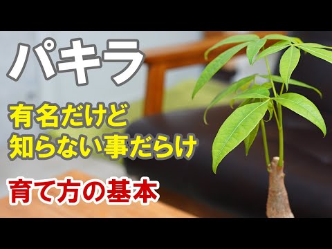 パキラの花の作り方は？理想的な状態を作り出すために、次の 5 つのメンテナンスのヒントに従ってください。  庭園