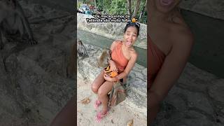 Download lagu GASTEI R$4.000,00 pra não pegar RAIVA DO MACACO mp3