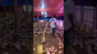Download lagu The Secret to Successful Broiler Chicken Care: Pay Attention to the Husks! #farming mp3