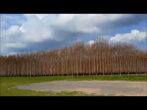 Montes incendiados Ruta 24, departamento de Río Negro, entre Nuevo Berlín y Tres Bocas, febrero 2022