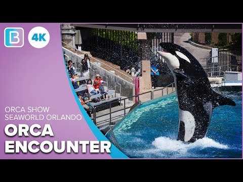 [4K] Orca Encounter | FULL SHOW | SeaWorld Orlando | January 2022