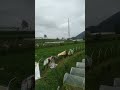Perkebunan Desa Ciherang Cianjur