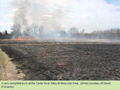 The Effect of Tallgrass Prairie Species Composition On Above Ground Biomass Production