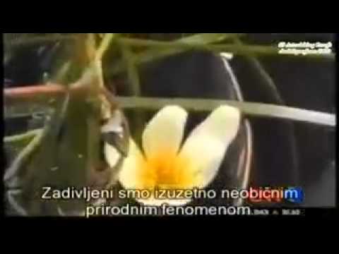 Azan and flower opens