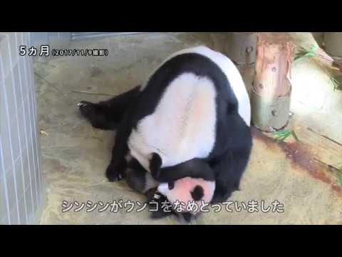 シャンシャンの成長記録2──ふんばり編・ウンコ編