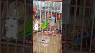 Download lagu Mua chim thanh tước đẹp tặng lồng đẹp 1tr5 bộ này mp3 Download lagu Mua chim thanh tước đẹp tặng lồng đẹp 1tr5 bộ này mp3