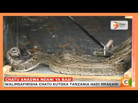 Kizaza kilishuhudiwa Namanga baada ya basi kunaswa likisafirisha nyoka aina ya Chatu