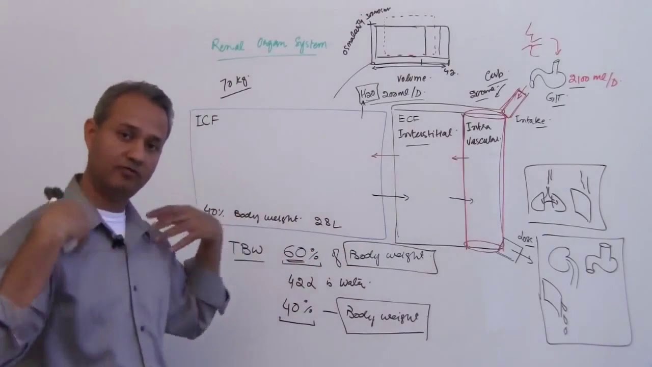 Distribution of Water in the Body Fluid Compartments - YouTube