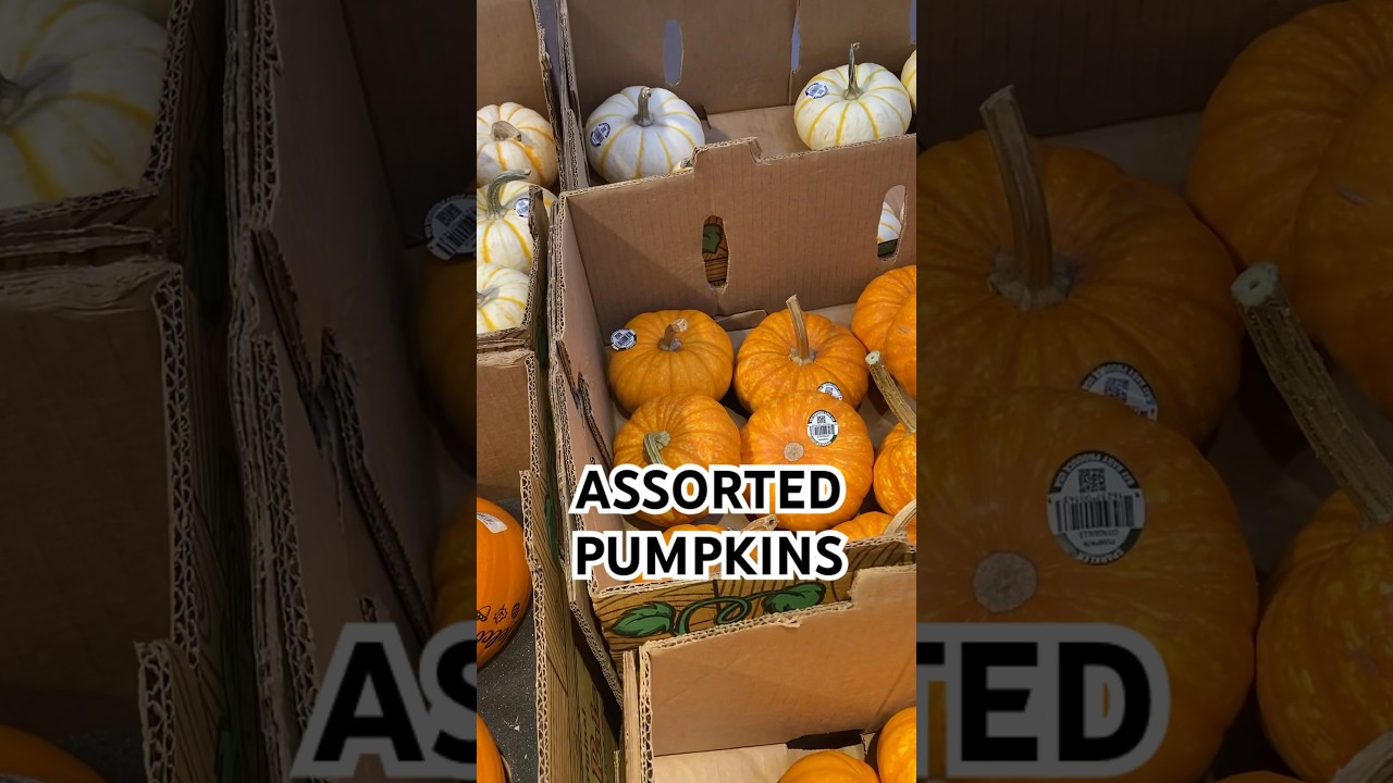 KROGER HAS ALL KINDS AND ALL SIZES OF PUMPKINS