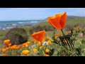 Beautiful Relaxing Hymns, Peaceful Instrumental Music, "Ocean Morning Sunrise" Tim Janis