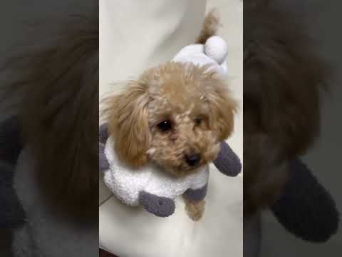 経営学科 ジェラピケのパンダ服を着たトイプードル #toypoodle #トイプードル #puppy　#gelatopique