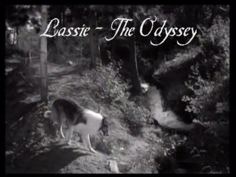 Lassie - Episode #278-279-280 - "The Odyssey - I, II, III" - Season 8 Ep.23-24-25  - Feb & Mar 1962