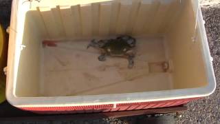 preview picture of video 'Crabbing on the Choptank River @ the Bill Burton Pier. Very slow day'