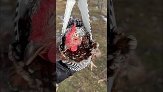 WEARING MY CHICKEN?!🐔 Trying the viral chicken purse carrier… #backyardchickens #chickenpurse