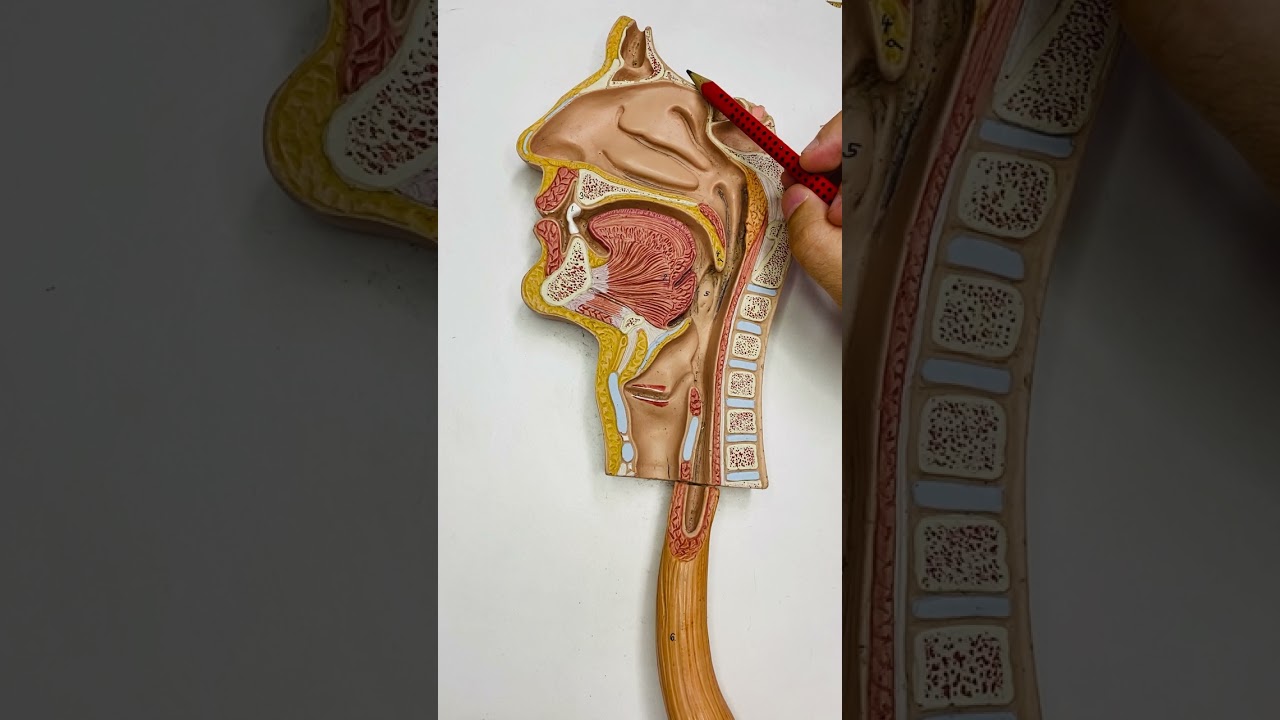 Anatomia do Sistema Respiratório Superior