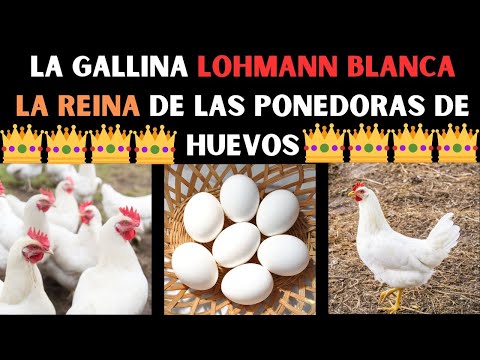 , title : '🤑📢CUANTOS HUEVOS se estima que pone la gallina LOHMANN BLANCA al año📢🤑LAS MEJORES RAZAS DE GALLINAS'