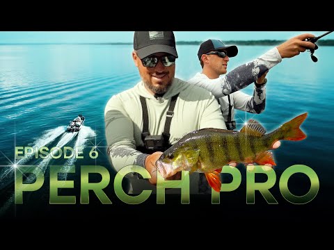 PERCH PRO 11 - Episode 6