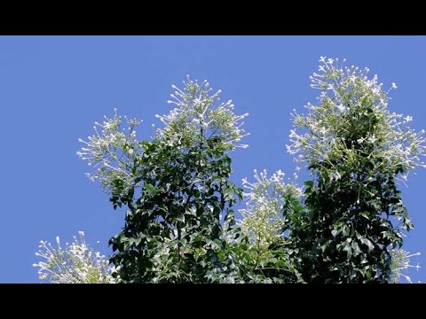download lagu mp3 mp4 Buchache, download lagu Buchache gratis, unduh video klip Buchache