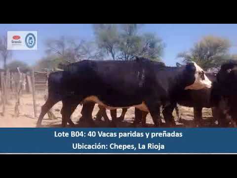 Lote B04 - 40 Vacas paridas y preñadas (Consignación Ganados)