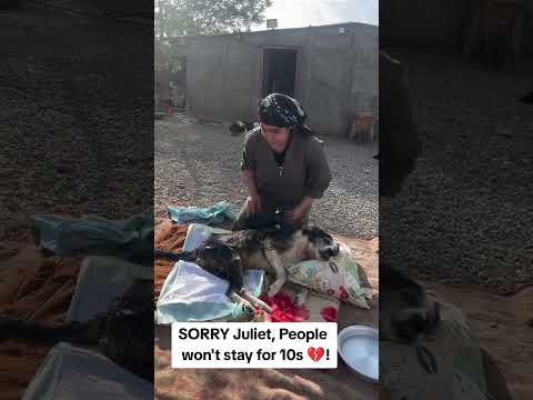 For any help consider donating link in bio to save a stray life in Los Angeles#usashorts#save