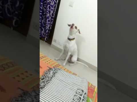 Floyd learns how to talk