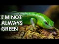 Emerald Skink Facts Not Always Green Animal Fact Files