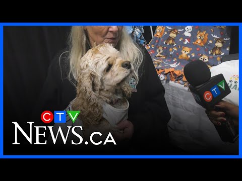 Paws on the runway - YouTube