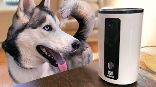 Huskies Test Smart Pet Camera – Will They Like It?