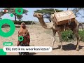 Deze kameel is ook een bibliotheek