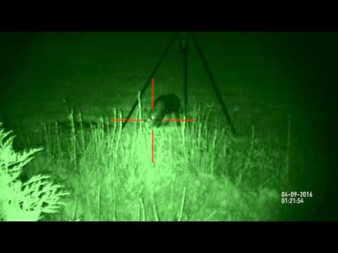 Hog / Pig Hunting at night