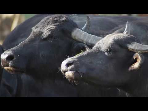 A Firtos falvai: Énlaka (TELJES FILM)