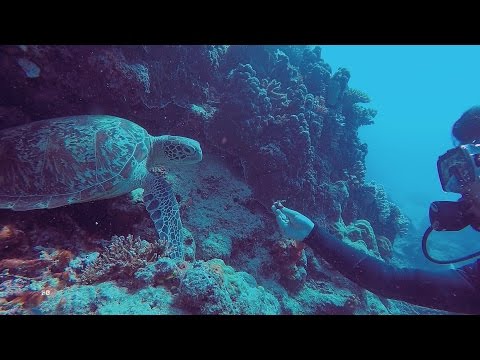 Great Barrier Reef Diving | 15 dives in 4 days | GOPRO