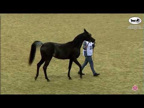 N 203 FLAXMAN'S ROWAIDA   Qatar Peninsula Horse Show for Individual Owners 2022   Fillies 3 Years Ol