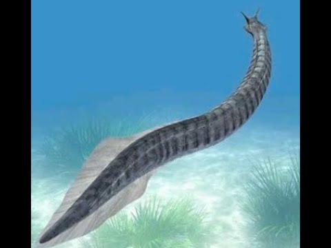 ピカイア: 初期脊索動物