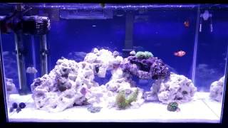 How to setup a 10 gallon nano reef tank, day 27