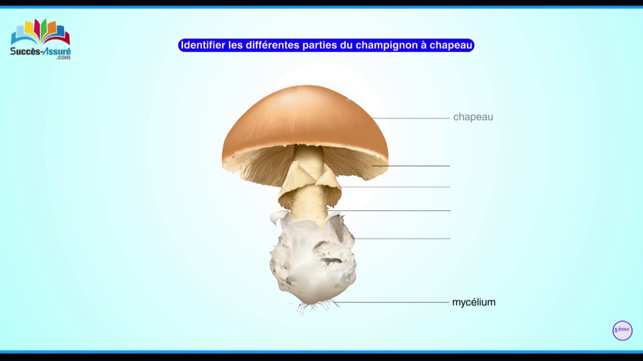 Comment le champignon à chapeau se reproduit-il