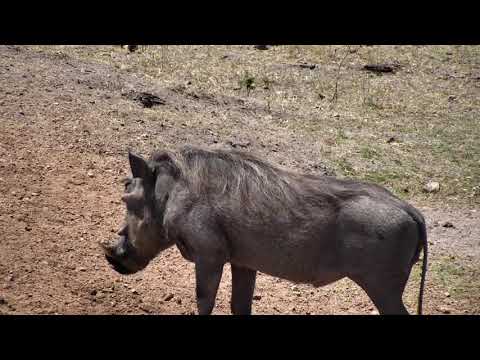 Djuma: Warthog male - 11:55 - 09/30/18