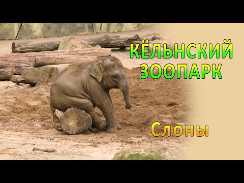 Кёльнский ЗООПАРК. Слоны.